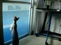 Talking Kitty