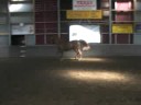 Bilady: scandic x Goudsmit