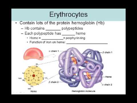 how to treat rbc morphology