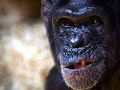 JIM CRONIN @ MONKEY WORLD
