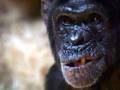 JIM CRONIN @ MONKEY WORLD