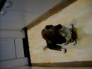 Denzil, our clever Basset Hound Denzil, our clever Basset Hound