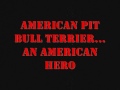american pit bull terrier   an american hero *new version*