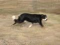 Herding Border Collies at DarnFar Ranch