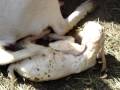 Mama goat giving birth for the 2nd time
