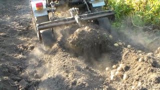 Копка картофеля веерной копалкой "Макси"