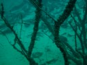 Dutch Spring Diving-4