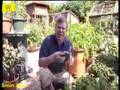 How to Grow Vegetables