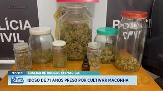 Tráfico de drogas em Marília: idoso de 71 anos preso por cultivar maconha