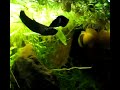Betta mandor mating