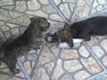 Desafiando L�ssie!