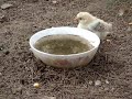 cute chicken and chicks in Xi-an cute chicken and chicks in Xi-an
