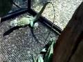 Basilisk Plumifrons Headshaking 2