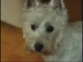 Westies go fast