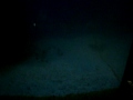 Clica peixes BH (aqua marinho 2) 