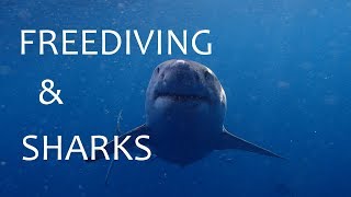 Meeting sharks in open water