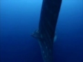 Tribute to the music of the film Deja Vu Part 1