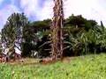 Pentecost Land Dive