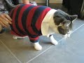 Fat Cat In A Little Shirt! (Part 2)