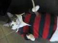 Fat Cat In A Little Shirt! (Part 2)