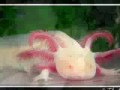 Albino Animals!