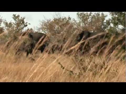 Kruger National park