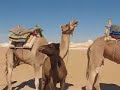Camels and Backpacker in the Western Desert of Egypt