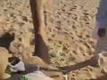 Camels and Backpacker in the Western Desert of Egypt
