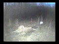 Red fox eating a deer carcass