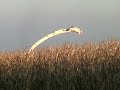 CLAAS JAGUAR 950-980 2007
