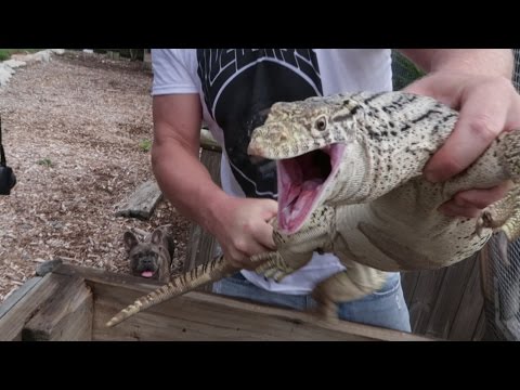 YouTube reptile video
