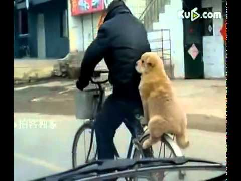 Chien sur le porte bagage