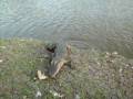 gator fishing