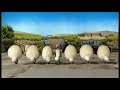 Shaun The Sheep & flock dance Shaun The Sheep & flock dance