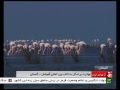 Video for ‫تالاب گميشان‬‎