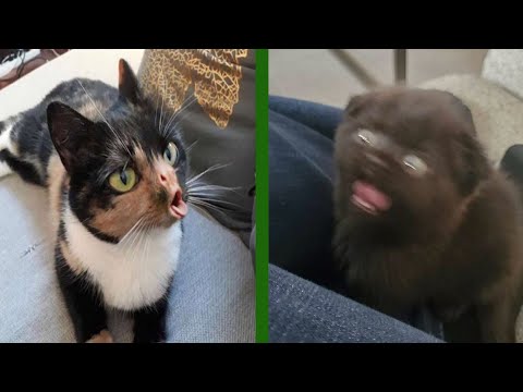 BEST CAT MEMES COMPILATION OF 2020 PART 27 (FUNNY CATS)