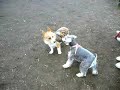 Goro@Welsh corgi 20061130 Miniature Schnauzer