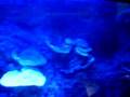 Xcaret acquarium
