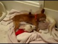 ChiHuaHua - Miruku and Vitz 2 ChiHuaHua - Miruku and Vitz 2