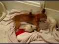 ChiHuaHua - Miruku and Vitz 2