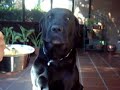 cane Rocky che mangia dal cucchiaio 01