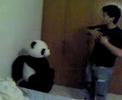 Panda en: \"La Baraja\" Panda en: \"La Baraja\"