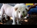 ANUL the Chow