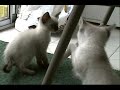 Kittens Playing Kittens Playing