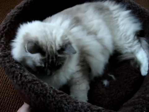 0 AlphaPooch™ Siesta Cat Bowl – Floppycats.com Review
