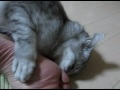 [ネコ]『足、くっさ！でも、たまらんわｗ』という表情を見せる足裏フェチな猫。のサムネイル1