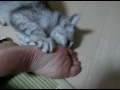 [ネコ]『足、くっさ！でも、たまらんわｗ』という表情を見せる足裏フェチな猫。のサムネイル3