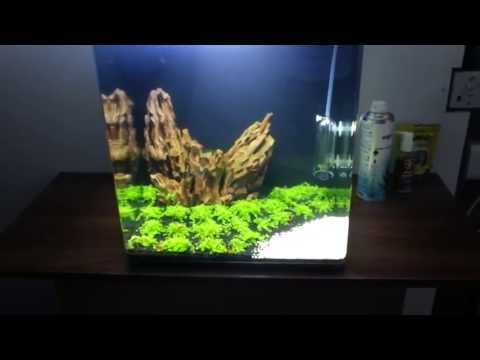 how to grow hc cuba submerged
