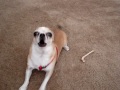 Pino's Barking Practice