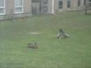 Ducks in Springtime